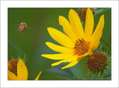 Yellow Coneflower & Bee