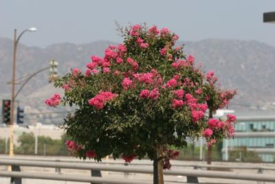IMG_0007{Q}.jpg