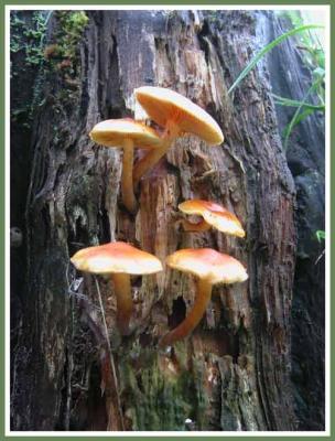 Mushrooms are in season.