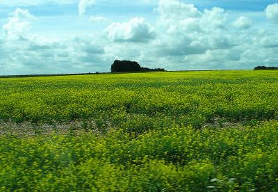 field of rapeseed