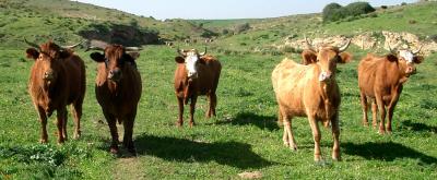 Cattle in the Rohama meadow.jpg