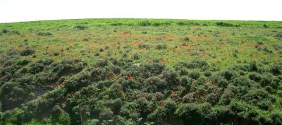 Meadow with anemones at Philip ranch.jpg
