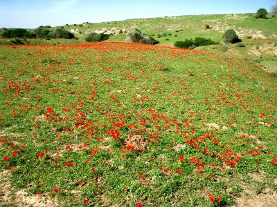 Ruhama cleftlands-2.jpg
