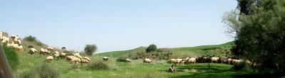 The Shepherd in on the phone.jpg