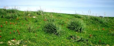 Winter time meadow in the northern Negev.jpg