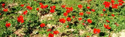 anemones-1.jpg