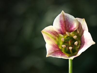 Allium