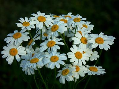 u46/mattis/medium/16569342.Feverfew_001.jpg