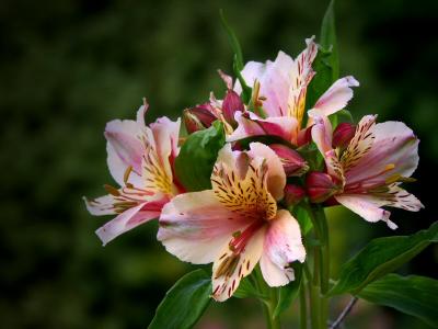 Alstroemeria (Peruvian Lily)