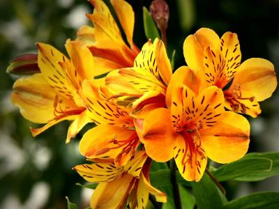 Alstroemeria (Peruvian Lily)