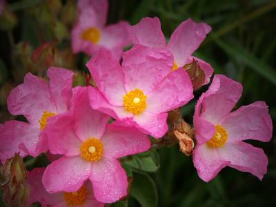 Cistus (Rock Rose)