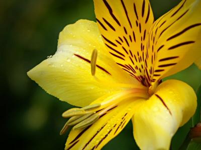 Alstroemeria (Peruvian Lily)