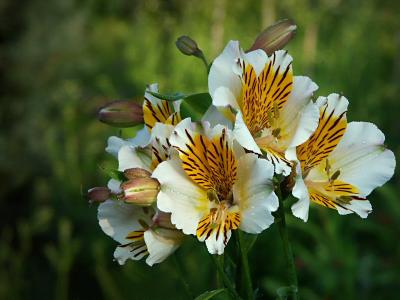 Alstroemeria (Peruvian Lily)