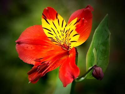 Alstroemeria (Peruvian Lily)