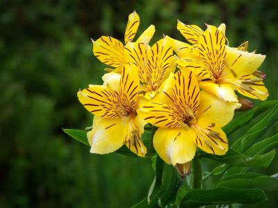 Alstroemeria (Peruvian Lily)