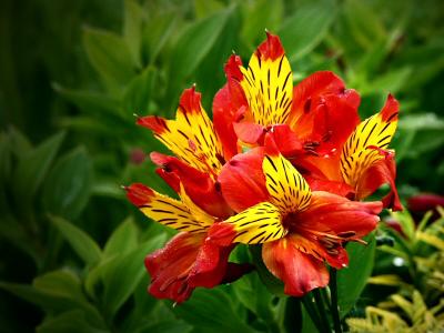 Alstroemeria (Peruvian Lily)