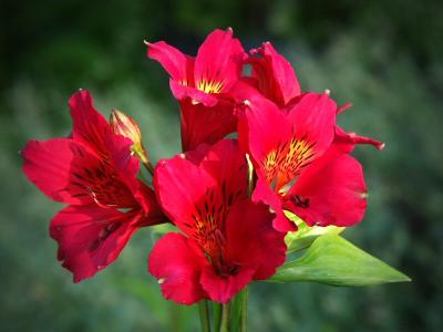 Alstroemeria (Peruvian Lily)