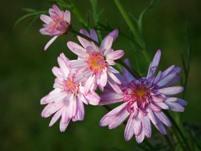 Argyranthemum