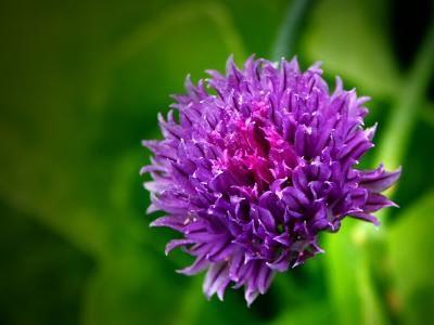 Chive