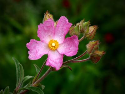 Cistus - Rock rose - Sun rose