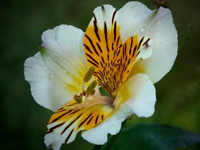 Alstroemeria (Peruvian Lily)
