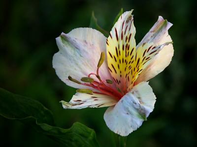 Alstroemeria (Peruvian Lily)