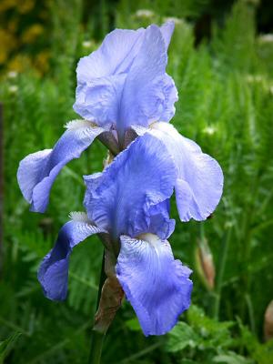 Iris