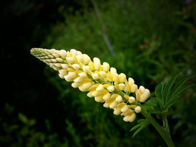 Lupin