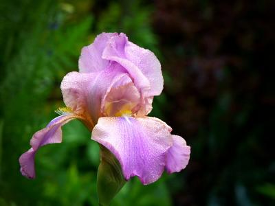Iris