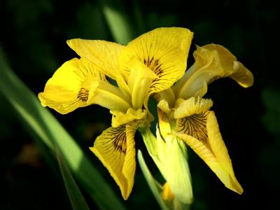 Iris