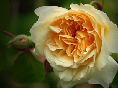 Rose - Buff beauty