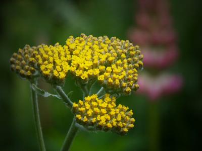 Achillea