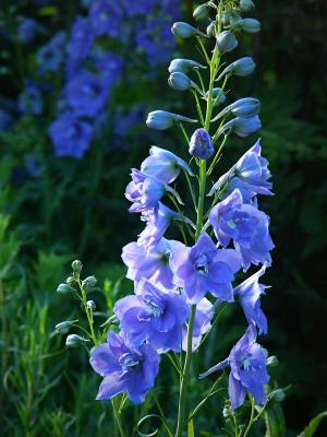 Delphinium