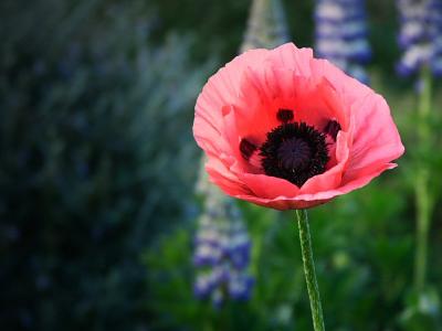 Papaver oriental  (Poppy)
