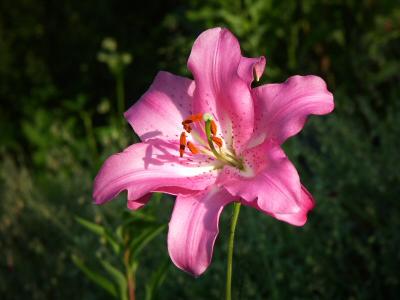 Lily