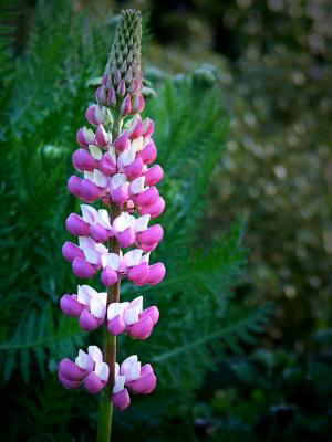 Lupin
