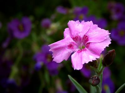 Dianthus