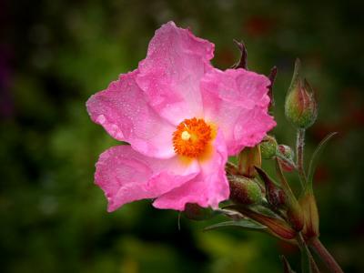 Cistus (Rock Rose)