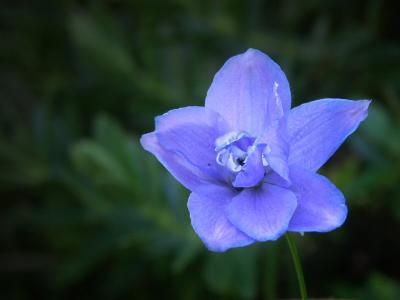 Delphinium