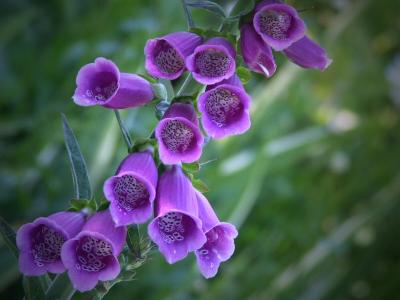 Digitalis - Foxglove