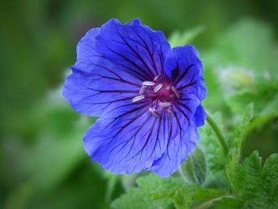 Geranium