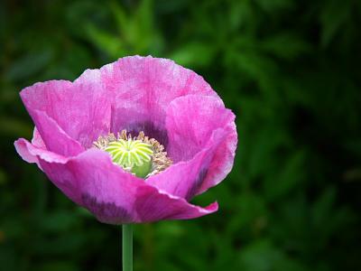 Poppy