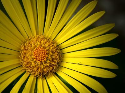 Doronicum