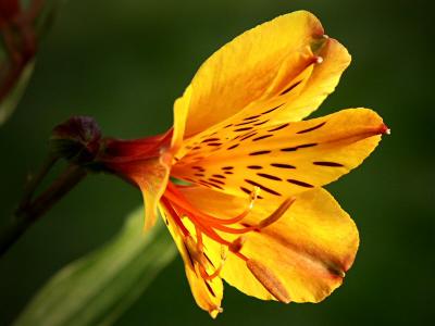 My first Alstroemeria