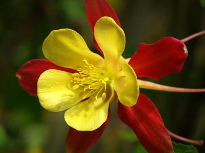 Aquilegia - Columbine