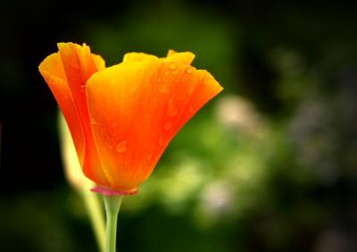 California Poppy - Eschscholzia
