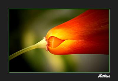 Picture : California Poppy