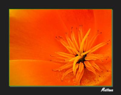 California Poppy (Eschscholzia)