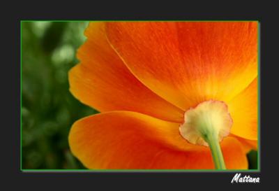 California Poppy (Eschscholzia)