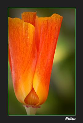 California Poppy (Eschscholzia)